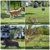 Ultrasonic Animal Repeller Solar Powered Repellent